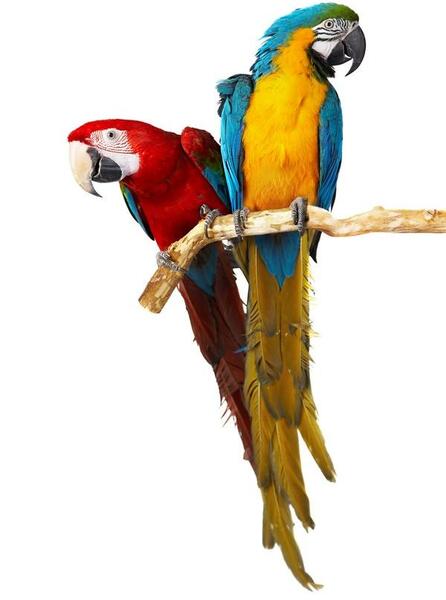 عکس طوطی روی شاخه درخت