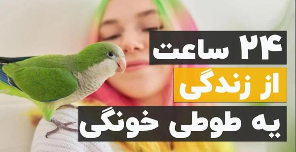 عکس سگ های شیتزو تریر