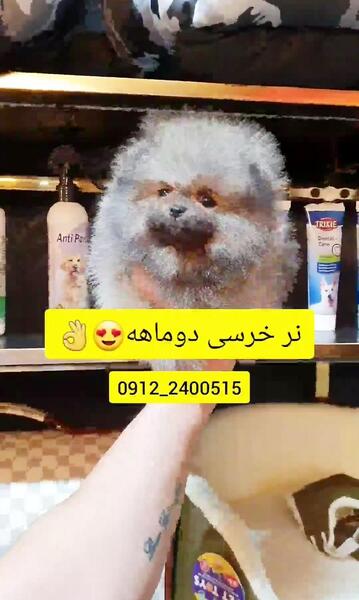 عکس سگ پامرانین پشمالو