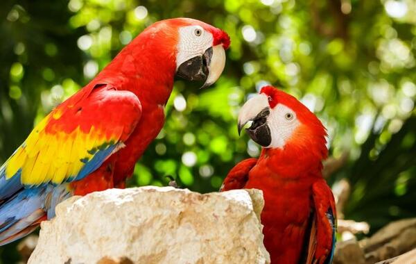 عکس طوطی ایزابلا