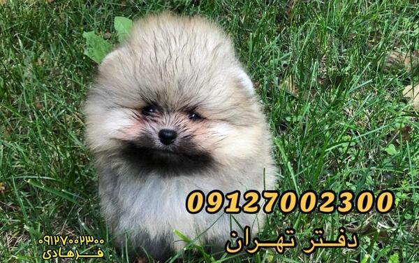 عکس سگ پامرانین خرسی پرتقالی