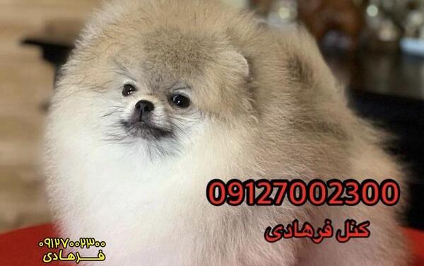 عکس سگ پامرانین خرسی پرتقالی