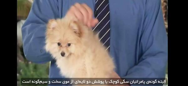 عکس سگ پامرانین خرسی پرتقالی
