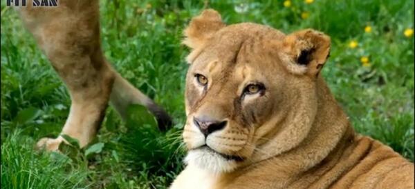 عکس عنکبوت وحشی