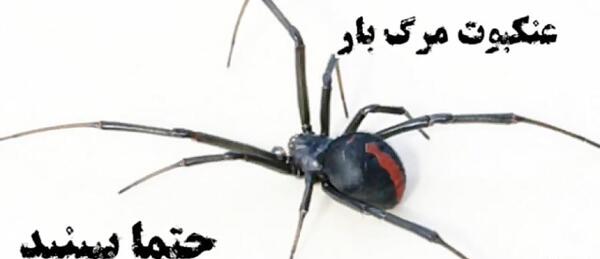 عکس عنکبوت بیوه ی سیاه