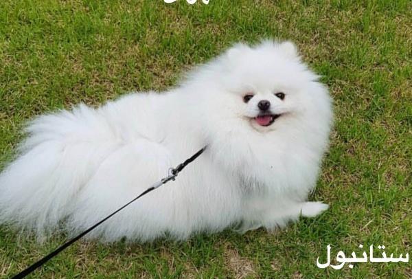 عکس سگ پامرانین خرسی برای پروفایل