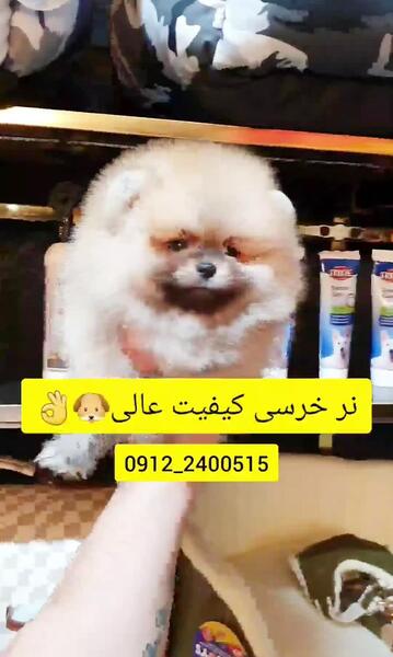 عکس سگ پامرانین مشکی