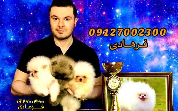 عکس سگ پامرانین مشکی