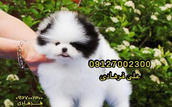 عکس سگ پامرانین مشکی
