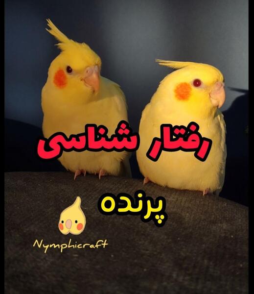 عکس طوطی پرنسس