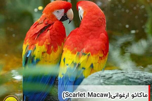 عکس طوطی رنگ
