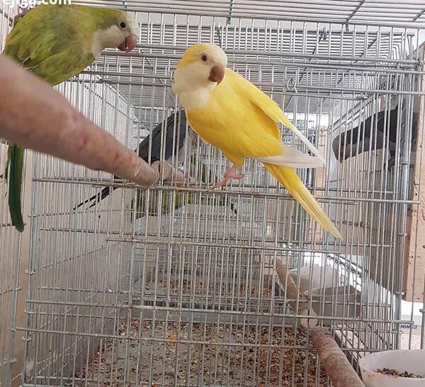 عکس طوطی راهب زرد