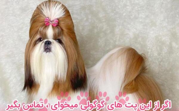عکس های سگ شیتزو مالتیز