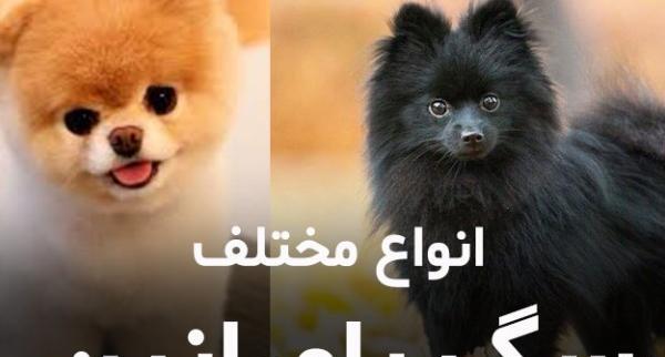 عکس سگ پامرانین خرسی عروسکی