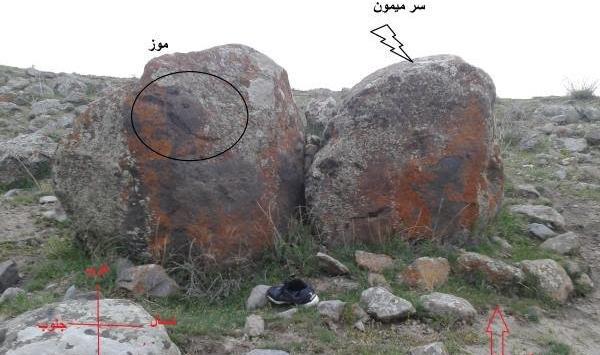 عکس صورت میمون