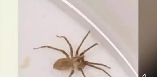 عکس عنکبوت آمریکا