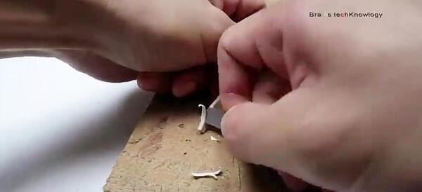 عکس طوطی حرف بزنه