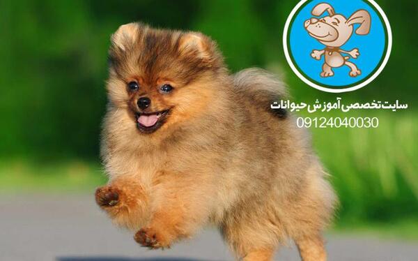 عکس سگهای پامرانین