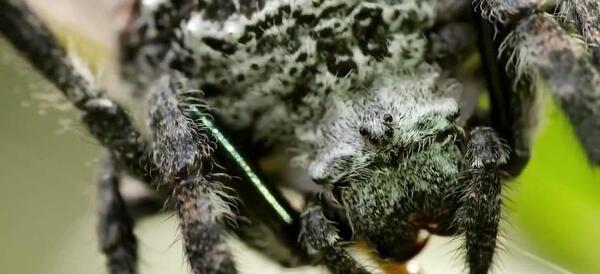 عکس عنکبوت داروین