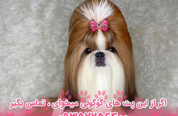 عکس شیتزو فلت