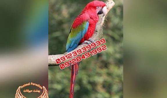 عکس قیمت طوطی شاه