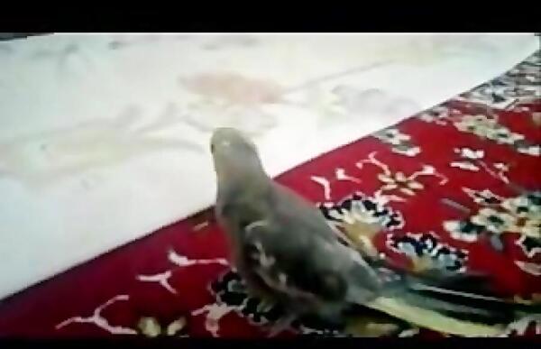 عکس طوطی توسکا
