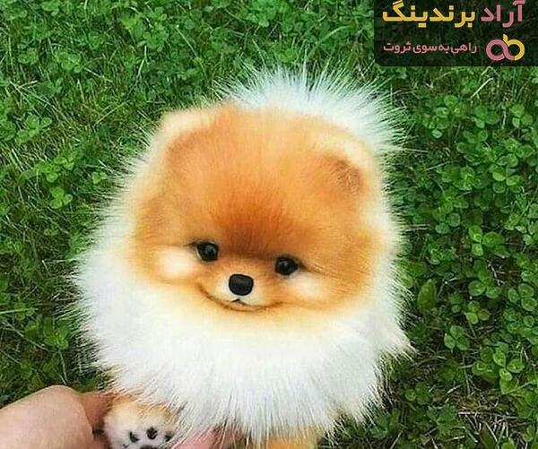 عکس سگ جیبی خوشگل