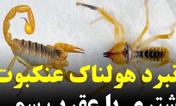 عکس تصویر عنکبوت شتری