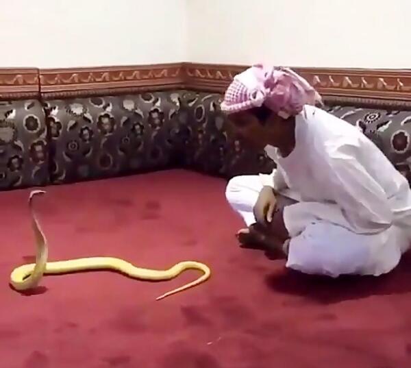 عکس مار نیش دار