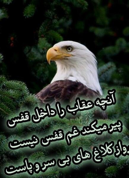 عکس از عقاب
