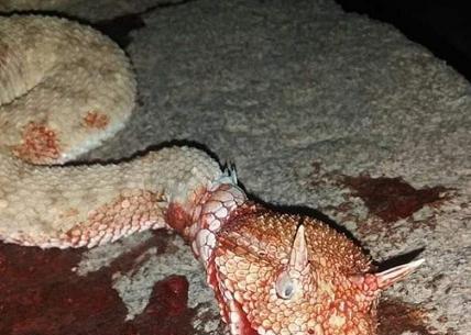 عکس سیاه مار بلوچستان