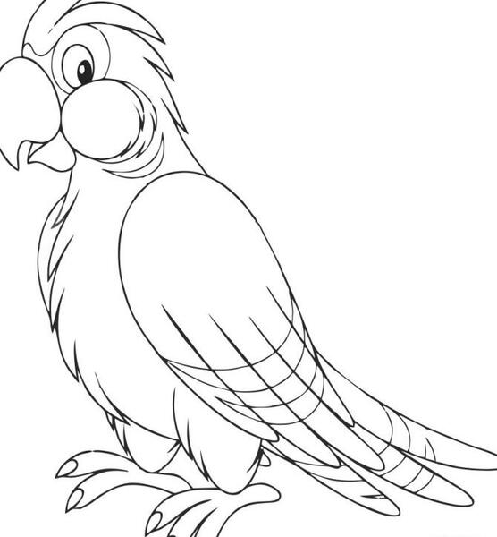 عکس طوطی ساده برای نقاشی
