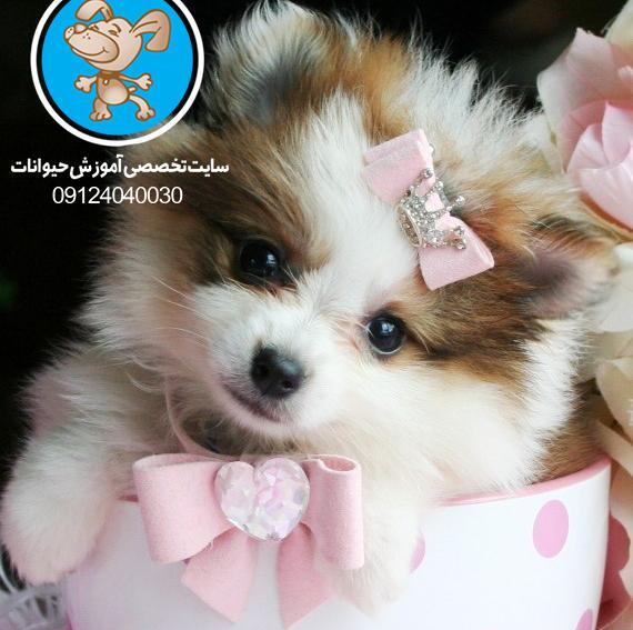 عکس سگ پامرانین فنجونی