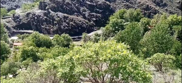 عکس لانه عنکبوت
