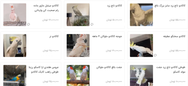 عکس قیمت جوجه طوطی کاکادو