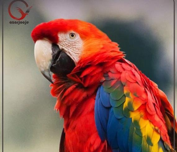 عکس قیمت جوجه طوطی کاکادو