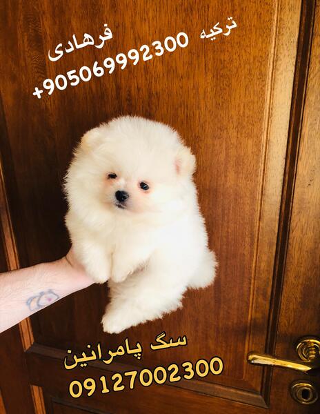 عکس توله پامرانین