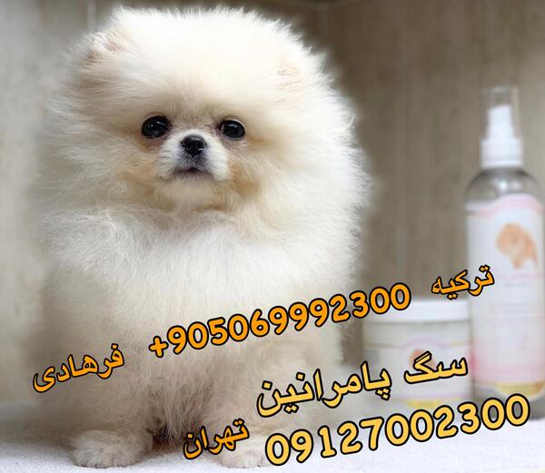عکس توله پامرانین