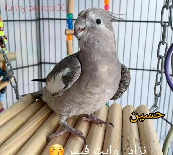 عکس طوطی هلندی سفید