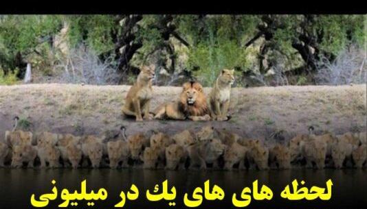 عکس مار هفت سر واقعی