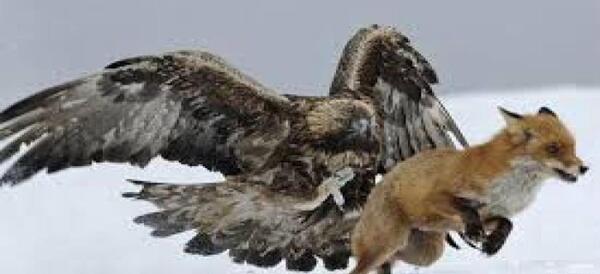 عکس عقاب ترسناک واقعی