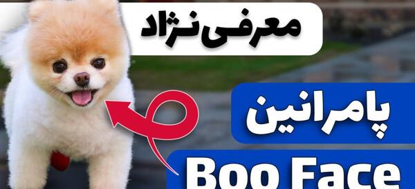 عکس سگ های پامرانین