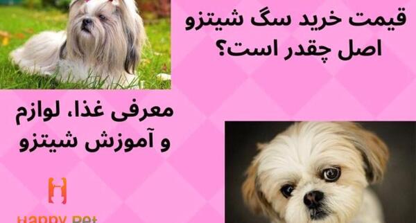 عکس توله شیتزو فلت