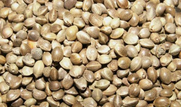 عکس قیمت غذای طوطی ملنگو