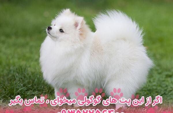 عکس سگ پامرانین روباهی