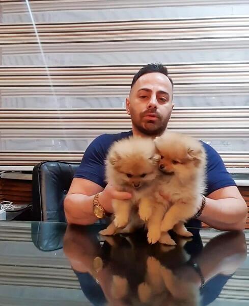 عکس سگ پامرانین روباهی