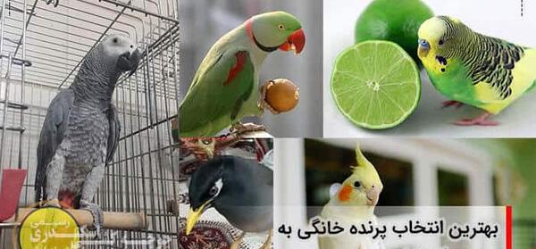 عکس طوطی حیوان خانگی