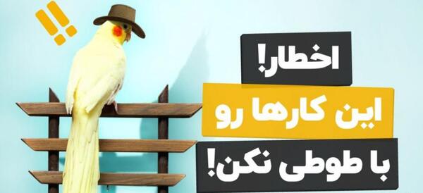 عکس طوطی صورت