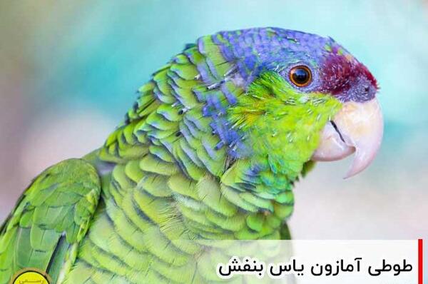 عکس طوطی ملنگو بنفش