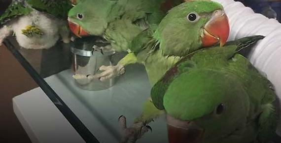 عکس طوطی ملنگو بنفش